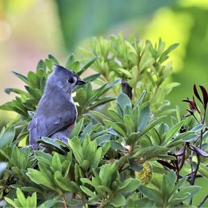 Black-crested Titmouse