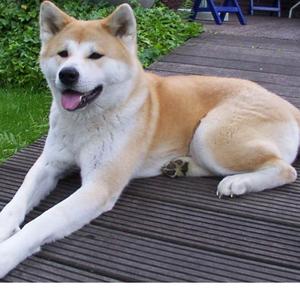 Akita Inu