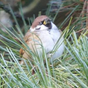 Eurasian Tree Sparrow