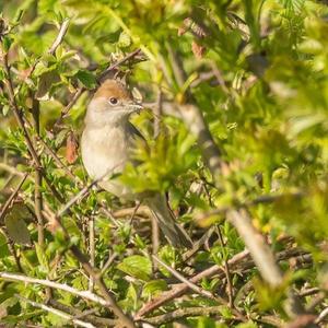 Blackcap