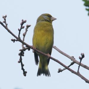 European Greenfinch