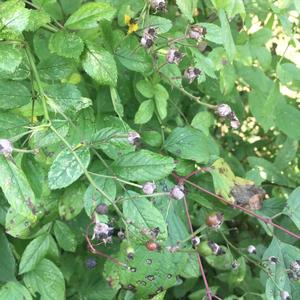 Alpine Honeysuckle