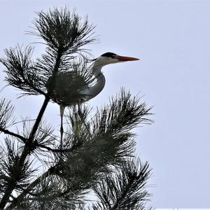 Grey Heron