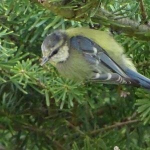 Blue Tit