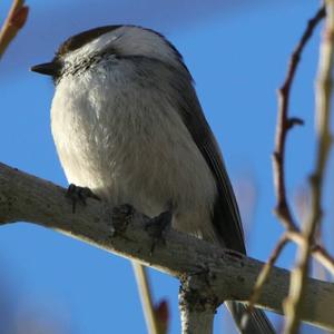 Willow Tit