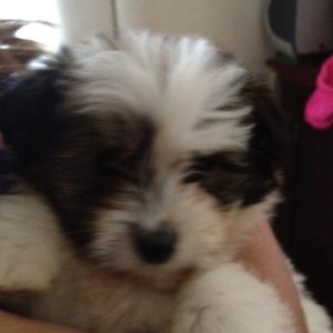 Unknown Breed