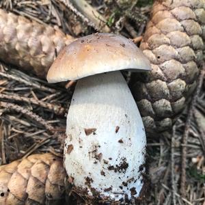 King Bolete