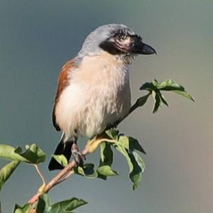 Red-backed Shrike