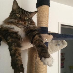 Maine Coon