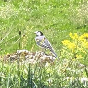 White Wagtail