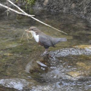 White-throated Dipper