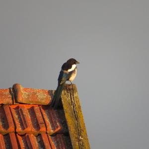 Black-billed Magpie