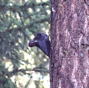 Black woodpecker