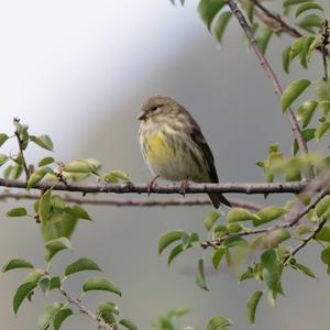 European Serin