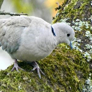 Eurasian Collared-dove