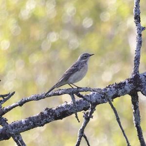 Water Pipit