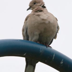 Eurasian Collared-dove