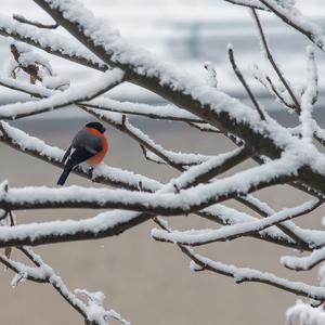 Eurasian Bullfinch