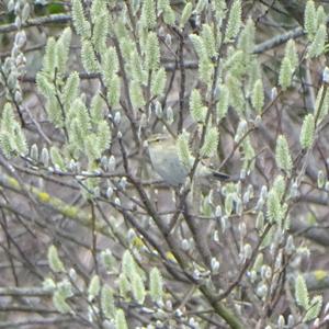 Willow Warbler