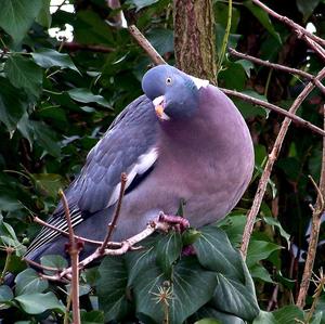 Common Wood-pigeon