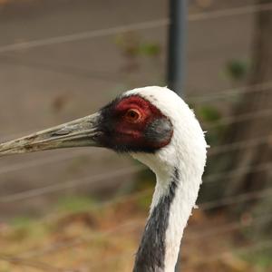 Red-crowned Crane