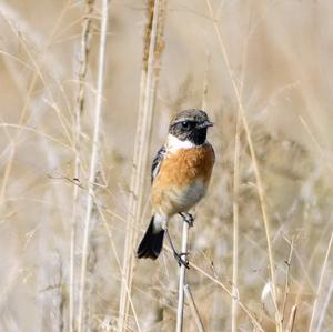 European stonechat