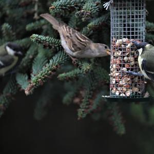 Great Tit