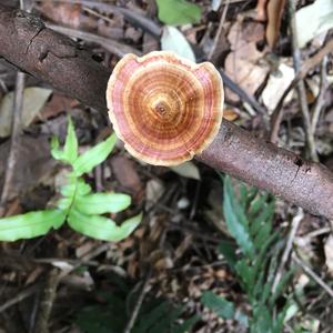 Funnel Polypore