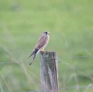 Common Kestrel