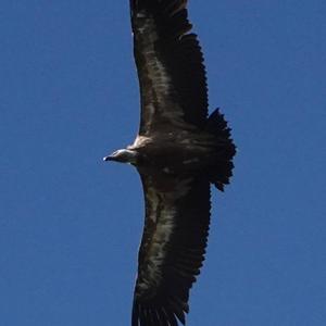 Griffon Vulture