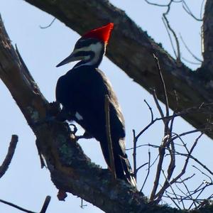 Pileated Woodpecker