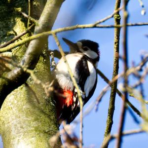 Great Spotted Woodpecker