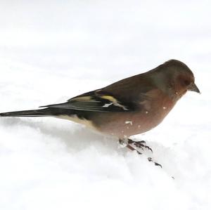 Eurasian Chaffinch