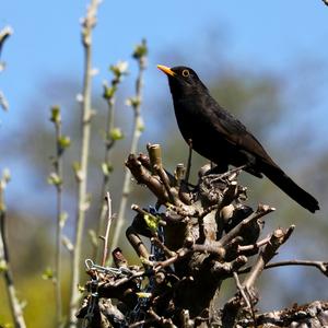 Eurasian Blackbird