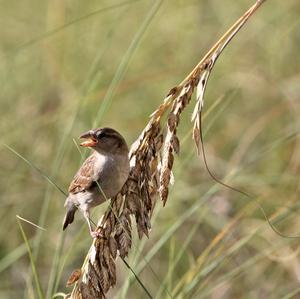 House Sparrow