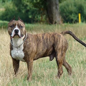 American Staffordshire Terrier