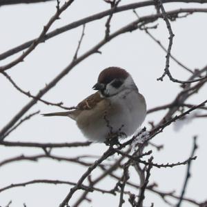 Eurasian Tree Sparrow