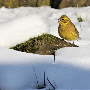 Yellowhammer