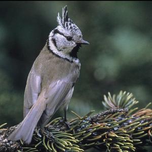 Crested Tit