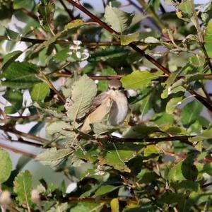 Spotted Flycatcher