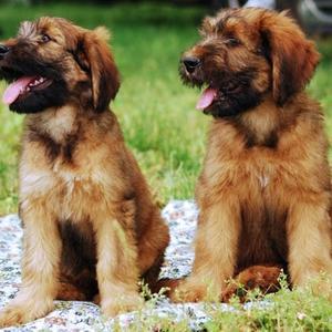 Unknown Breed