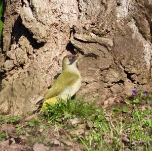 Eurasian Green Woodpecker