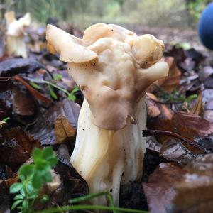 Fluted White Helvella