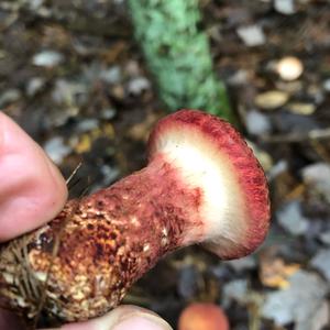 Suillus collinitus 