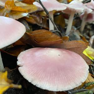 Pink Mycena