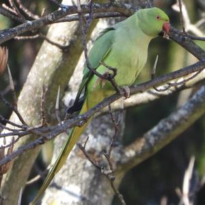 Rose-ringed Parakeet