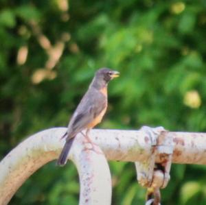 American Robin