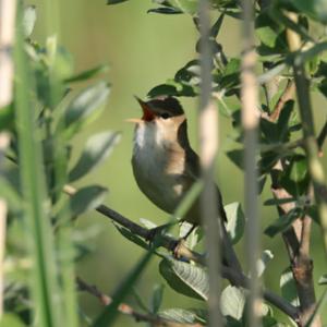 Eurasian Reed-warbler