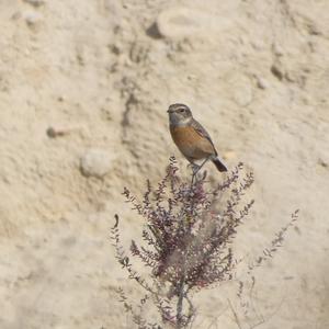 European stonechat