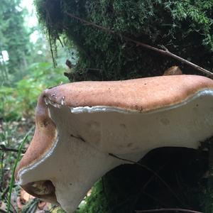 Beefsteak Polypore